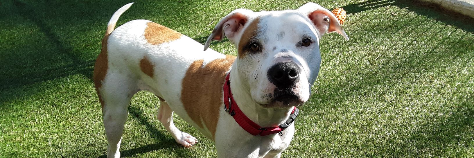 Buddy Dog Humane Society (Sudbury, MA) banner