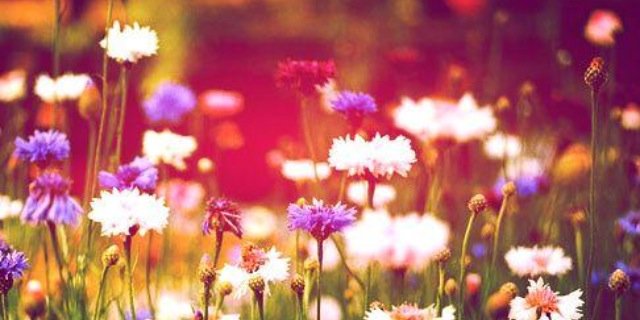 meganlobar's profile banner image