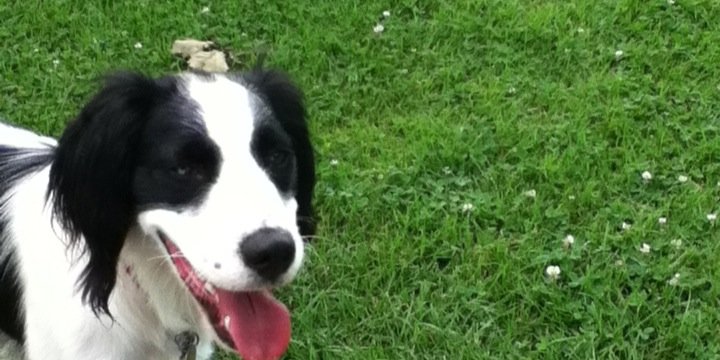 oreo_dog25's profile banner image