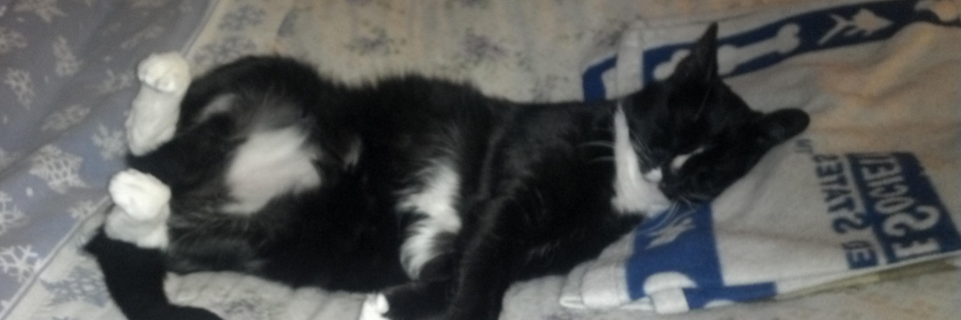 TuxSuperiority's profile banner image