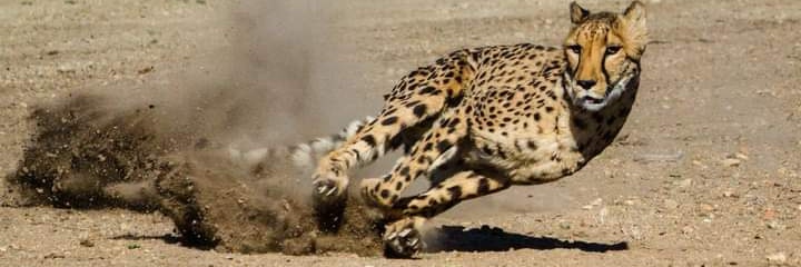 SD Mabaya Football Club banner