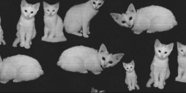 lovecats233's profile banner image