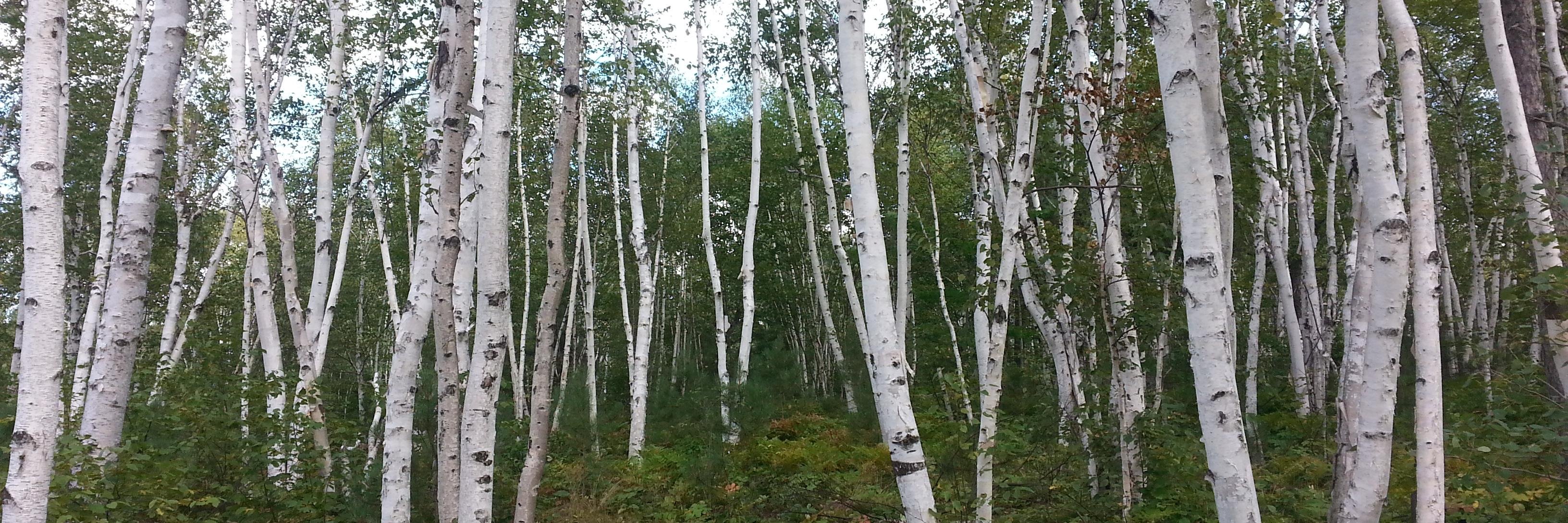 Brent Lievers (@wblievers.bsky.social) banner