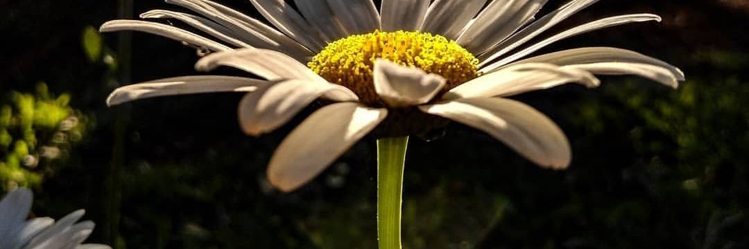 HViaLactea's profile banner image