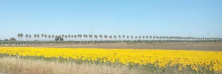 Leticia banner