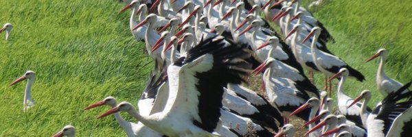 RLPageJones Profile Banner