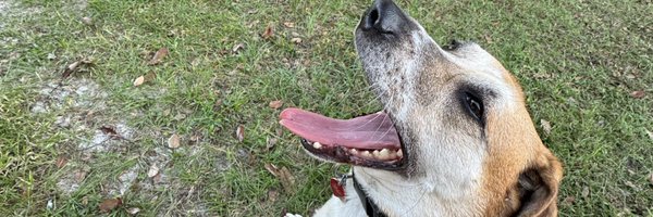 PhaedraBlaize Profile Banner