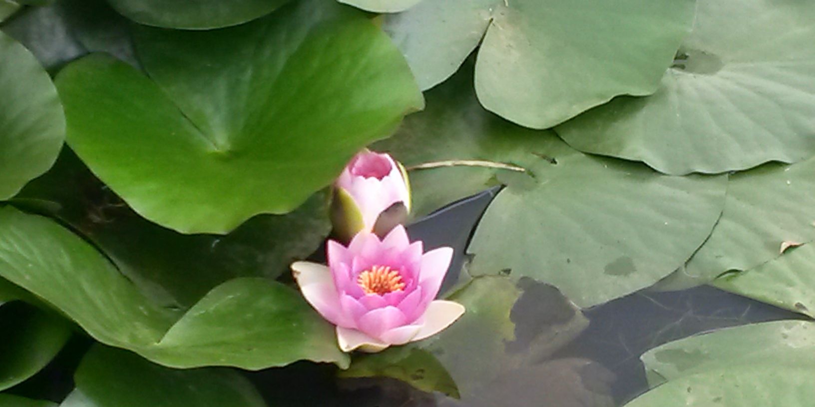Joburgflower's profile banner image