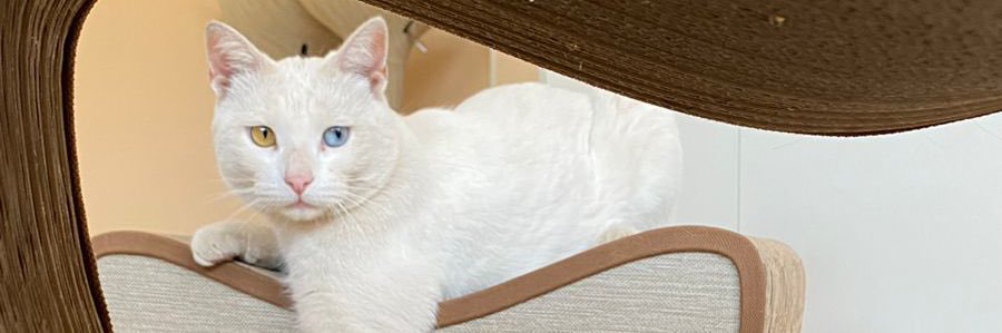 AyeFrances's profile banner image
