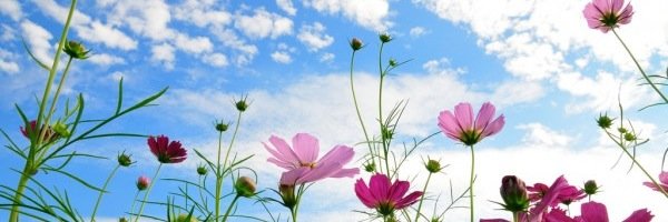 NCSasmileaday's profile banner image
