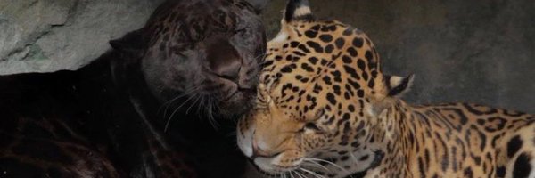 SpEverything Profile Banner