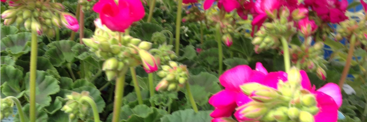 marcellesbb17's profile banner image