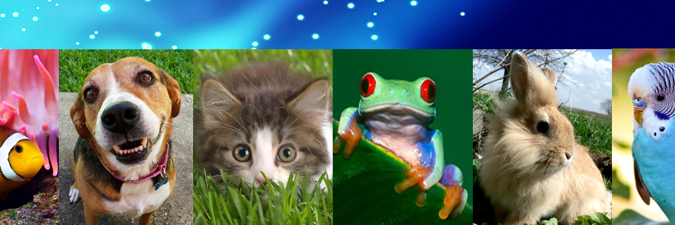 Blue Ribbon Pet Prod (@blueribbonpet) / Posts / X