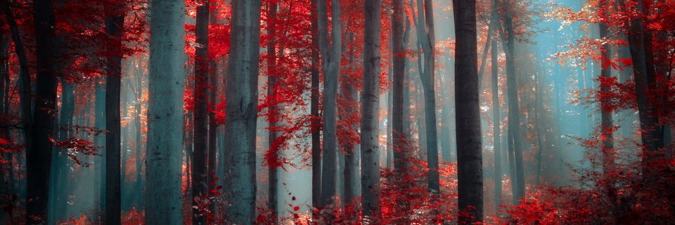 🍃🌸P.R.A.P.A.H.A.N.D.A.🌸🍃 banner