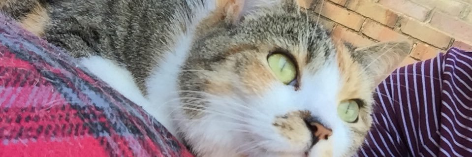 Emilaee's profile banner image