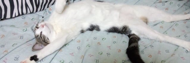 nnyanko0's profile banner image