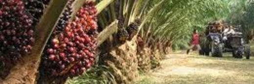 AgropalmaSA's profile banner image