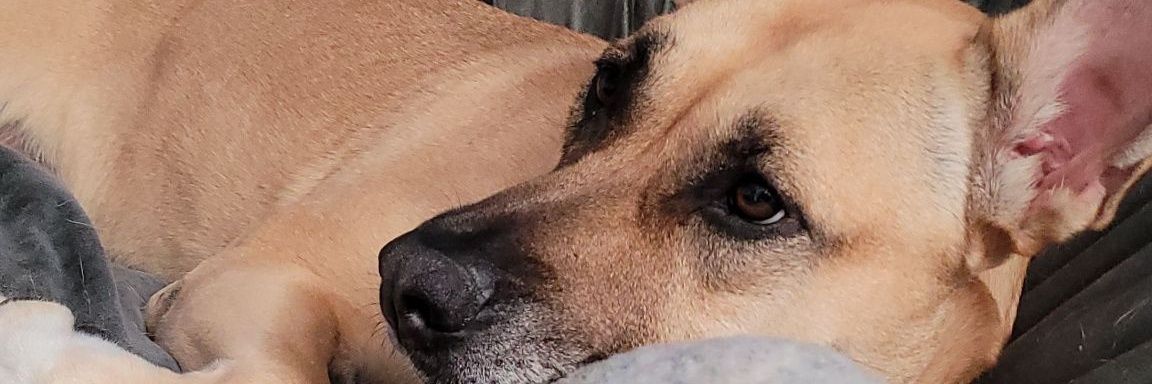 TurdThePurd's profile banner image