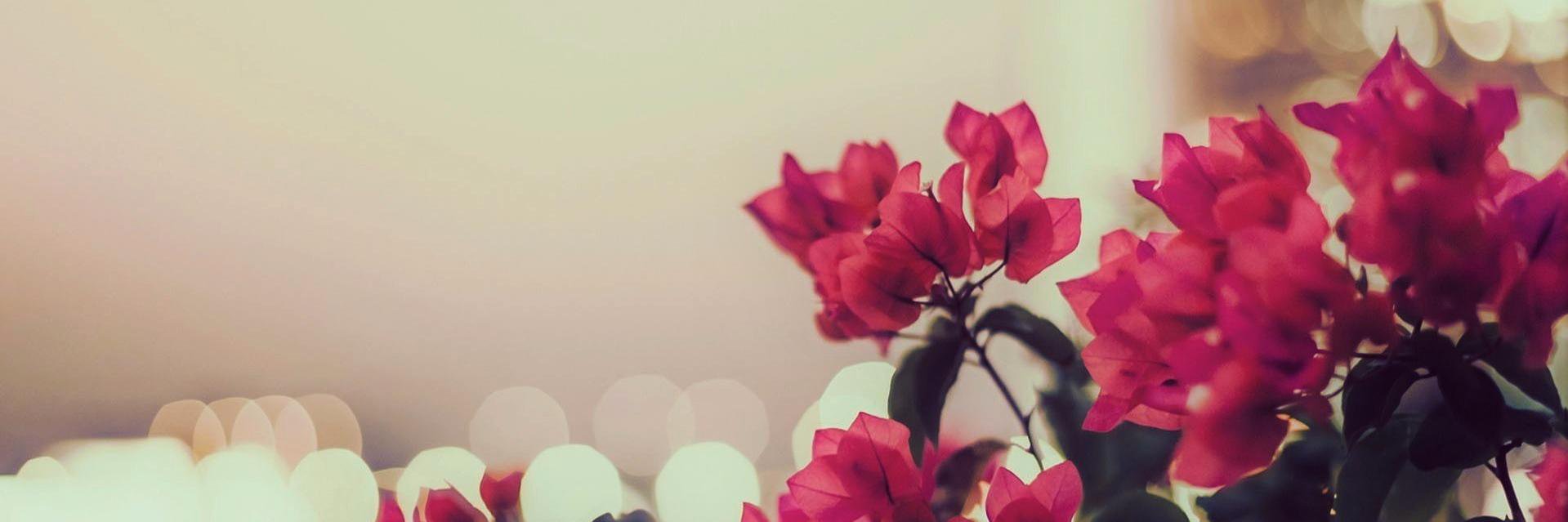 Linda Sim banner