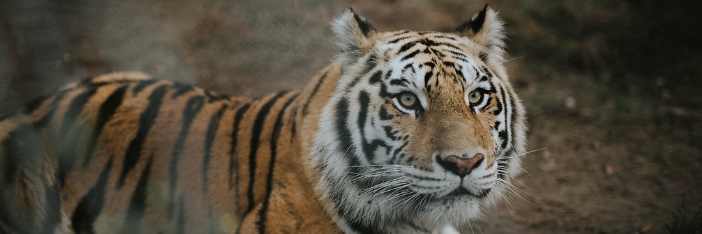 Catty Shack Ranch Wildlife Sanctuary banner