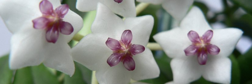 juliajonesachd's profile banner image