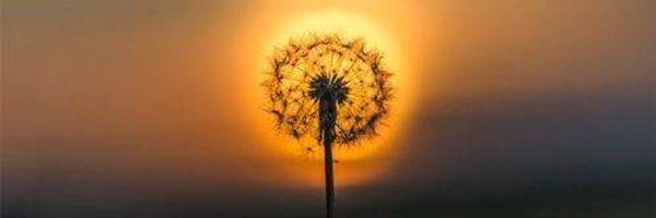 becroqueter Profile Banner