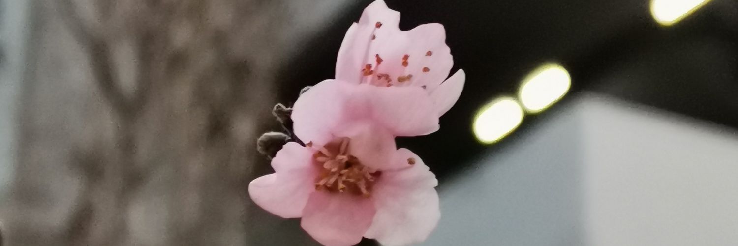 HazelIvette's profile banner image