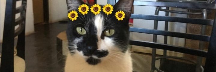 brisi1s's profile banner image