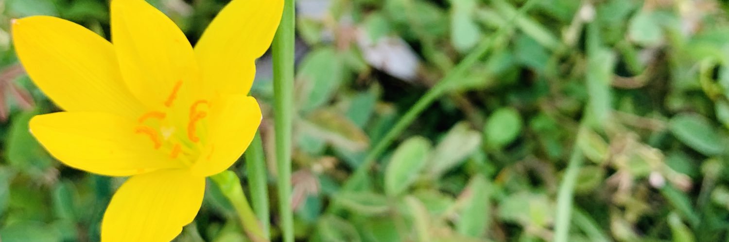MariasuazoMaria's profile banner image
