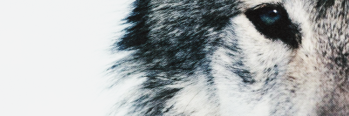 LycanBassist's profile banner image
