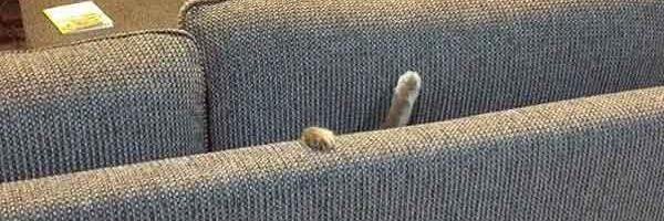 Heartdancer 🌻 🇧🇷 ✨ banner