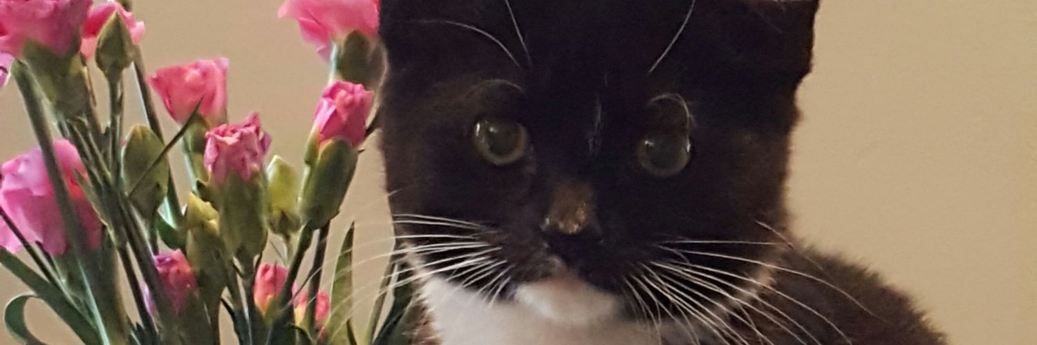 Shepieshed's profile banner image