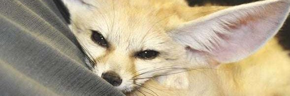 APixelFen's profile banner image