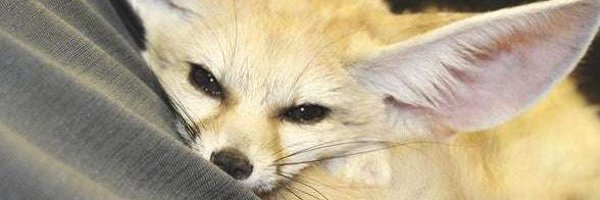 APixelFen Profile Banner