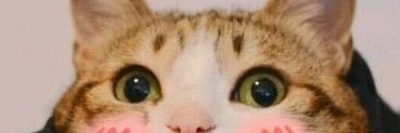 Rebeaboshio_95's profile banner image