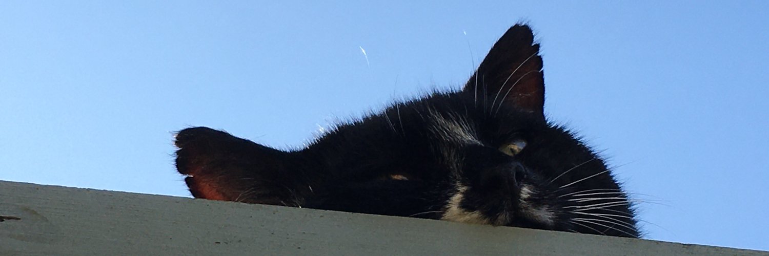 MMcat5's profile banner image