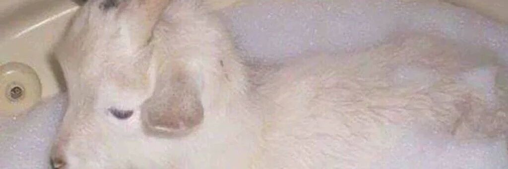 lannista's profile banner image