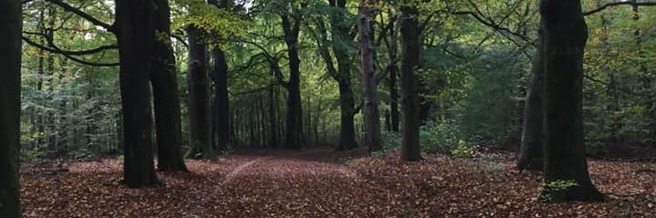 Maria Reina🐿 banner