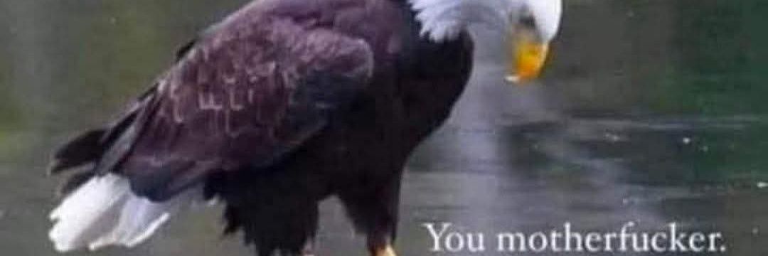 𑣲 Pup • hellhound vtuber •⩊• banner