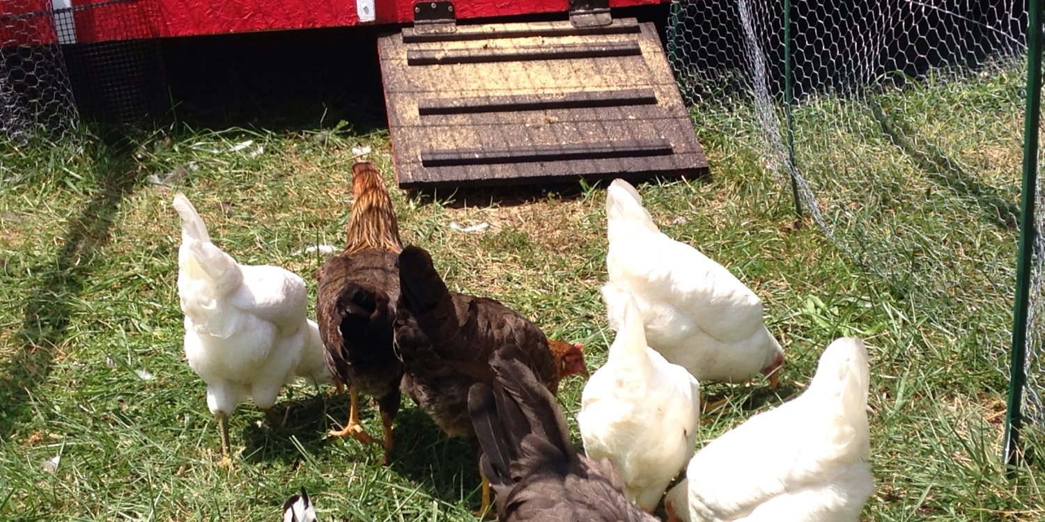 SamClemensFarm's profile banner image