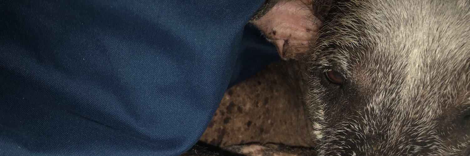 io banner