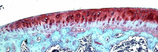 appletonlab Profile Banner