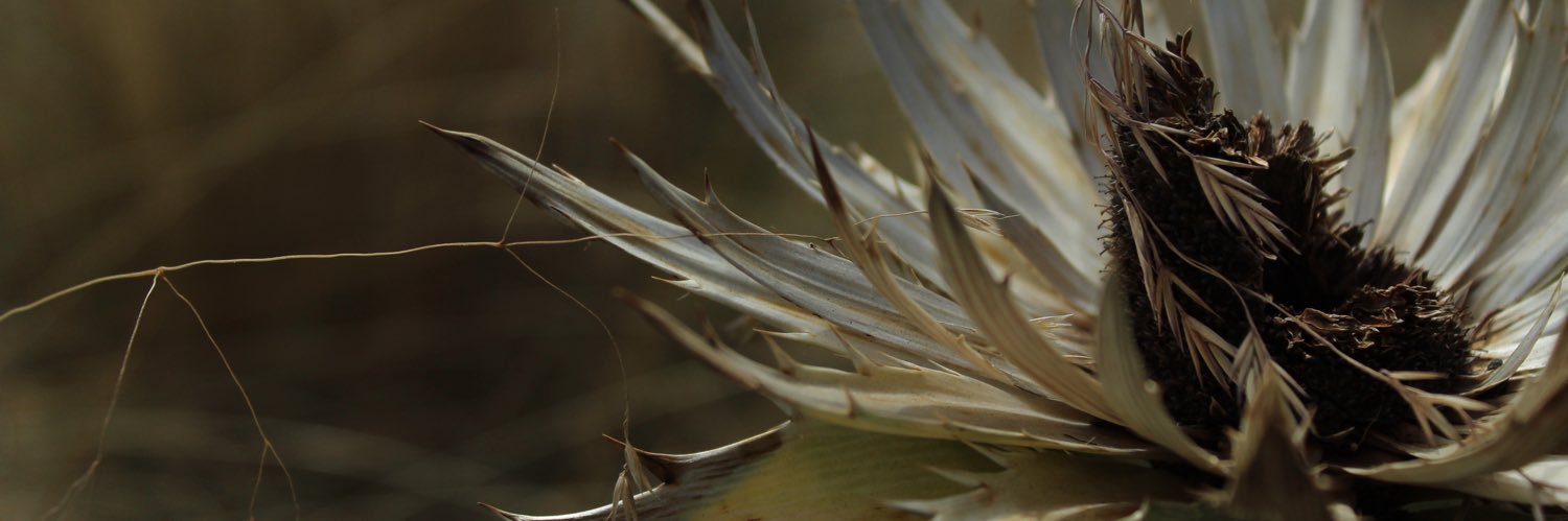 Dava1008's profile banner image