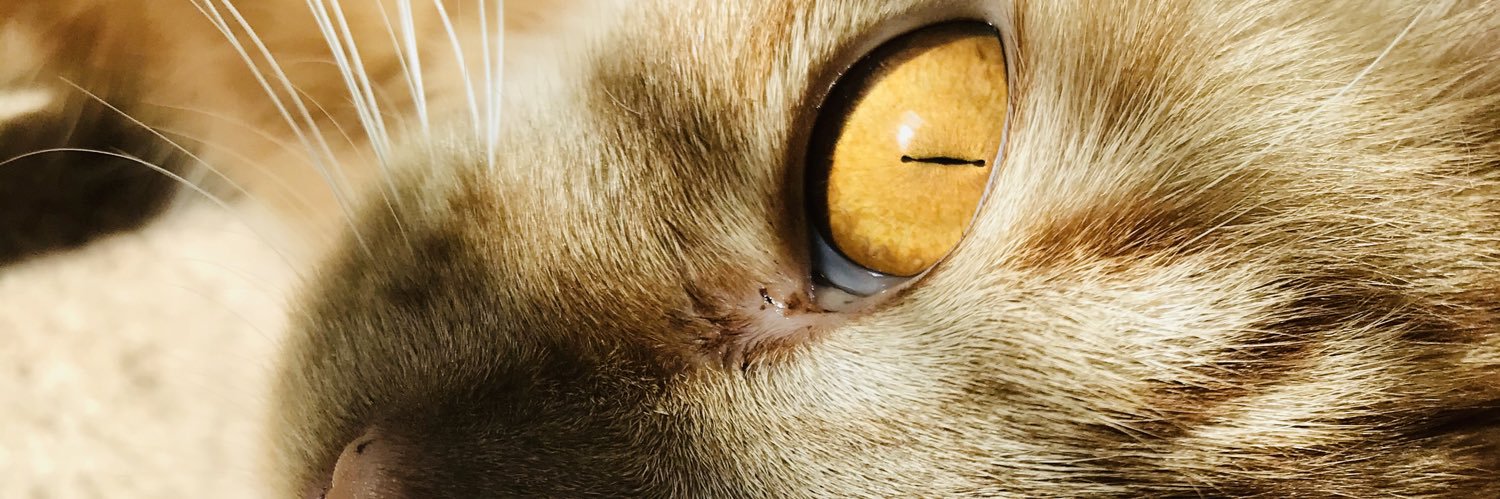 elizmaze's profile banner image