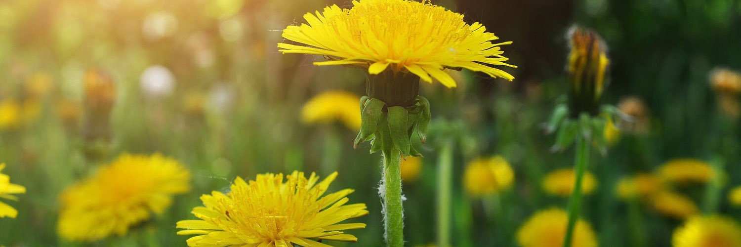 lindspringle's profile banner image