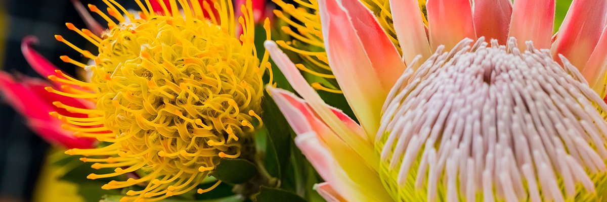 mauifloral's profile banner image