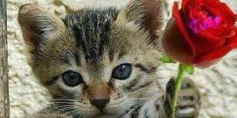 AntoonTheijs's profile banner image