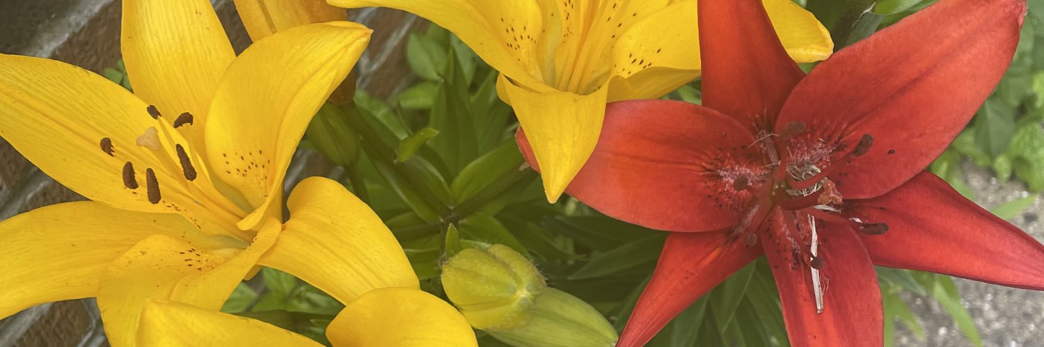 Brit1242's profile banner image
