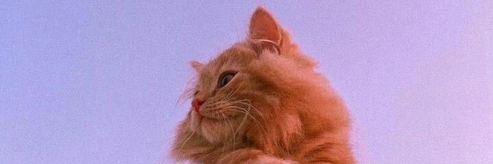 soflybish's profile banner image
