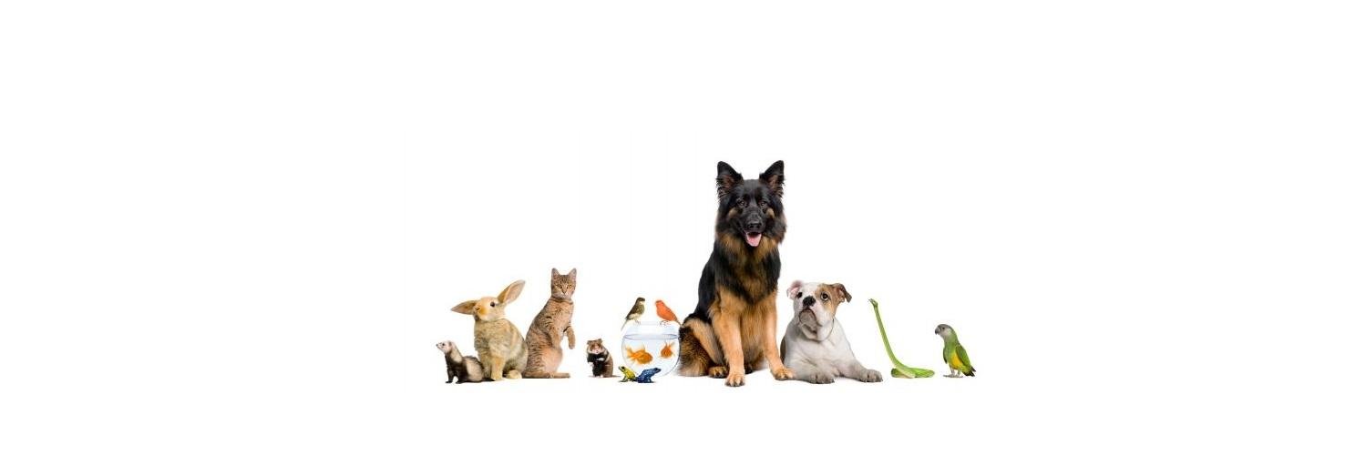 Pets World Magazine banner